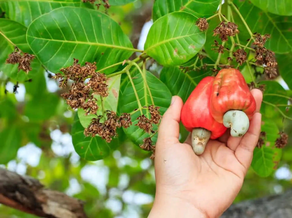 Behind Every Delicous Cashew: The Untold Story of Binh Phuoc Farmers