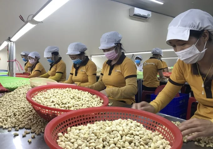 From Red Soil to Global Shelves: The Journey of Vietnamese Cashews