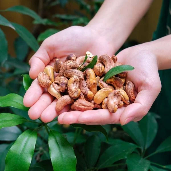 Vietnamese roasted cashew nuts for international export