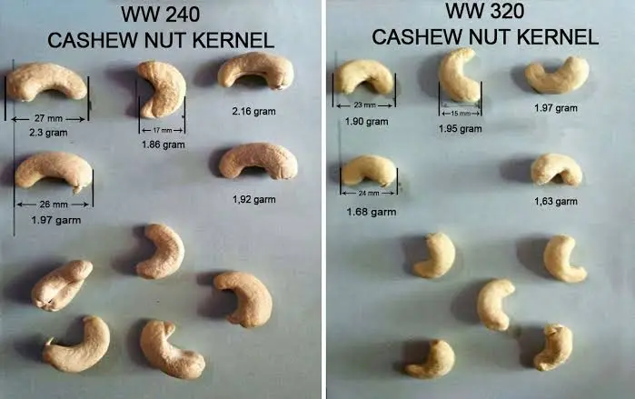 Kernel size difference between W240 vs W320 cashew grades.